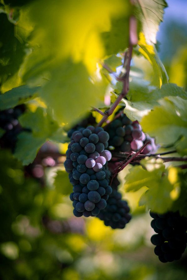 Domaine Martin : un producteur authentique de vins des Côtes du Rhône